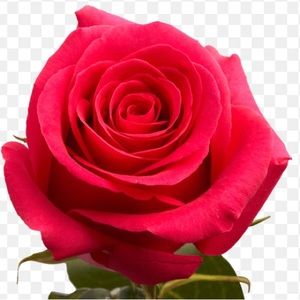 Meet your Posher, Rose